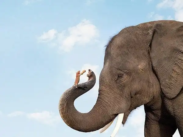 Elefante che solleva un topo con la proboscide in una scena di amicizia improbabile su sfondo di cielo azzurro.